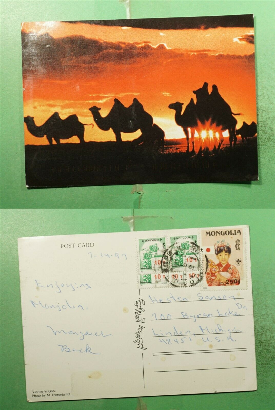 Dr Who 1997 Mongolia Gobi Sunrise Camel Postcard To Usa  G22598